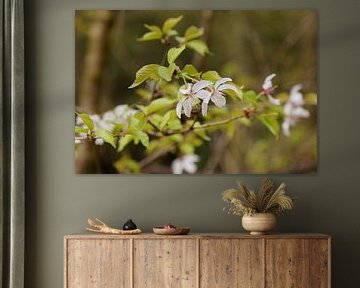 Fuji cherry (blossom) funjizakura by Corine Dekker