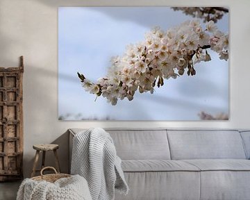 Kirschblüte Sakura von Corine Dekker