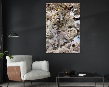 Japanische Kirschblüte Sakura von Corine Dekker