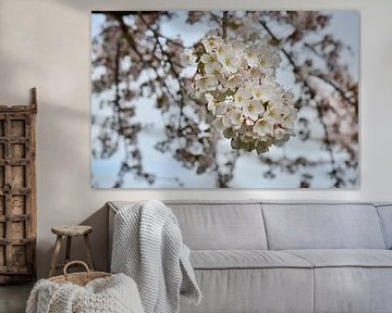 Japanische Kirschblüte Sakura von Corine Dekker