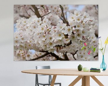 Japanese cherry blossom Sakura by Corine Dekker
