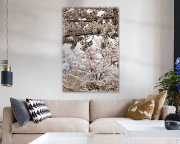 Japanische Kirschblüte Sakura von Corine Dekker