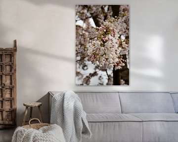 Japanse kersenbloesem Sakura