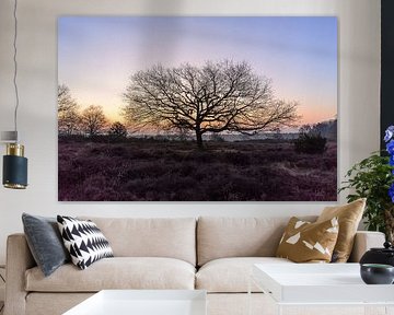 Solitaire boom zonder blad in ochtendgloren op de Hoorneboegse heide bij Hilversum