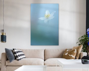 Wood anemone van John Goossens Photography