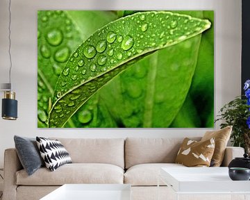 Raindrops on a green lemon leaf by Werner Lehmann