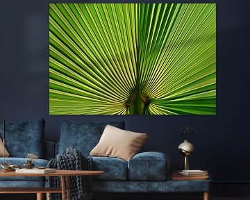 a green fan palm leaf