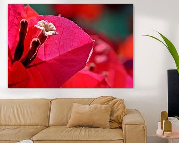 pink Bougainvillea Bluete von Werner Lehmann