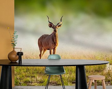 Portrait of a Greater kudu (Tragelaphus strepsiceros)