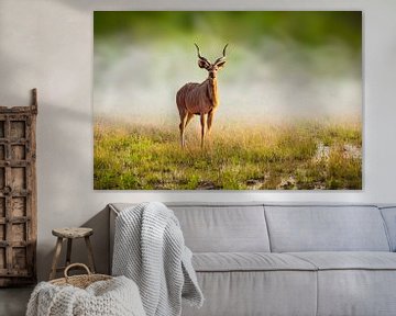 Portret van een Grote koedoe (Tragelaphus strepsiceros) van Chris Stenger