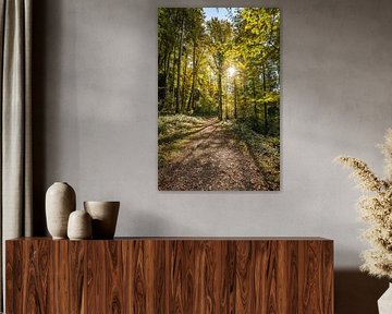 Autumn in the forest with beautiful sunshine and colourful leaves by Leo Schindzielorz