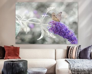 Schmetterling auf lila Blume von DsDuppenPhotography