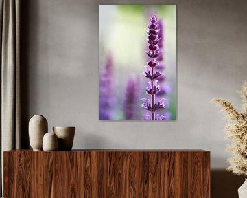 Close-up with depth of field of purple pink summer flowers by Love & Devotion Photography