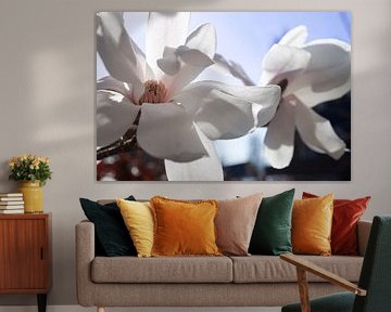 Blühende Magnolie
