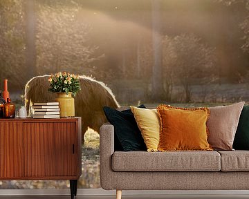 Hochlandrind im Gegenlicht von Jan Schuler