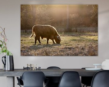 Hooglanders tegen het licht van Jan Schuler