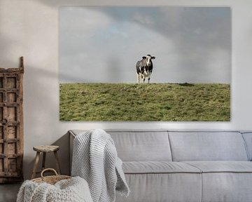 koe op de dijk van M. B. fotografie