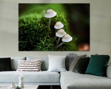 A small white mushroom family rises out of the green moss by Stefanie Orlati