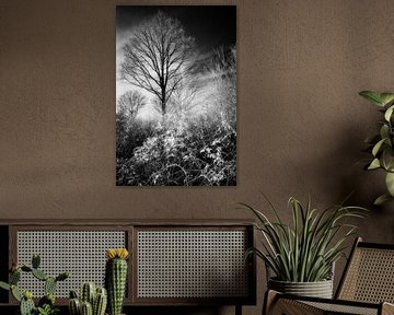 Mystische Bäume in einer schwarz-weißen surrealen Traumlandschaft