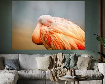 Flamant endormi sur On Your Wall
