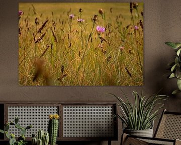 Tanz der Wildblumen