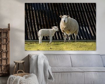 schaap met lam, lammetje op de dijk van M. B. fotografie