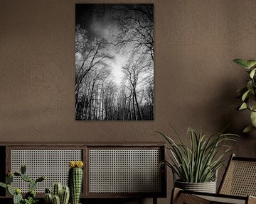 Arbres magiques sur fond de ciel dramatique noir et blanc infrarouge sur Hidden Light Gallery