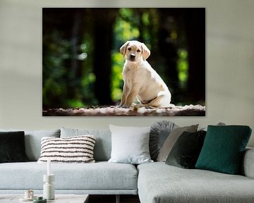 page chiot