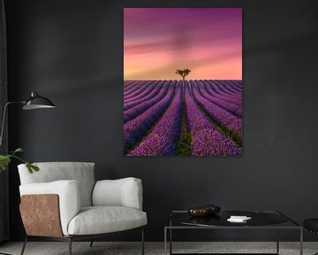 Provence Sunset, Valensole Lavender Field and a Lone Tree by Stefano Orazzini