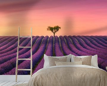 Provence Sunset, Valensole Lavender Field and a Lone Tree by Stefano Orazzini
