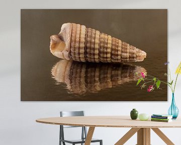Panorama van een schelp in verschillende bruintinten van Marjolijn van den Berg