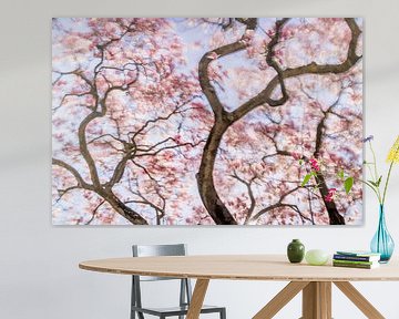 Dancing Magnolia: Betoverende Roze Magnolia in Lentezon