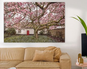 Magnolia in Parsonage Garden: Spring idyll in Rural Ambience - Garden Photography by Glenn Vanderbeke