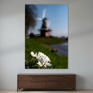 Daisies and Mill De Hoop: Nature and Heritage in Dokkum