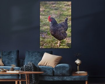 Chicken with black and white feathers on a green meadow by Stefanie Orlati