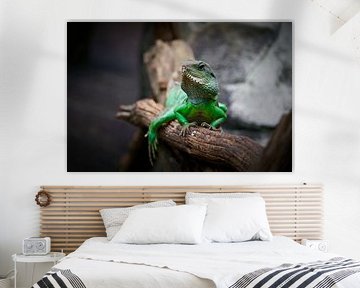 green water dragon, Physignathus cocincinus by Heiko Kueverling