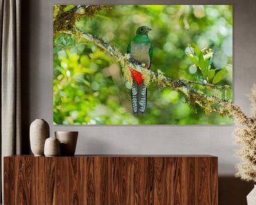 De zeldzame vogel: Quetzal