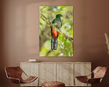 Zeldzame vogel: Quetzal - staand beeld