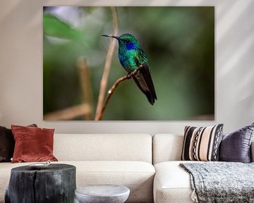 Blauwgroene kolibrie van Isis van de Put