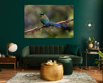 Blauwkapmotmot in Monteverde, Costa Rica van Isis van de Put