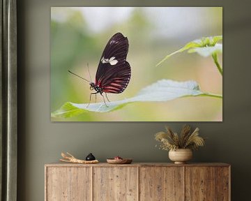 Postman vlinder van Angelique van Heertum