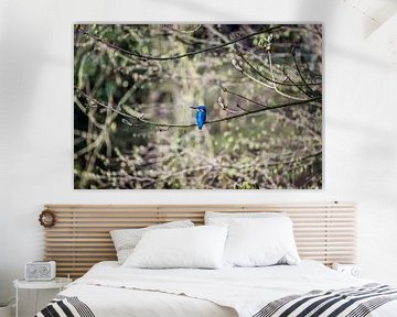 ijsvogel plaatje, kingfisher van Corrine Ponsen