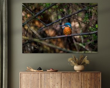 ijsvogel nederland, kingfisher netherlands van Corrine Ponsen