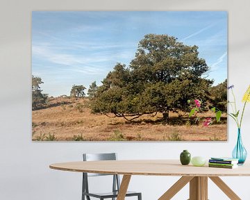 Nationaal Park Veluwezoom Gelderland van Richard Wareham