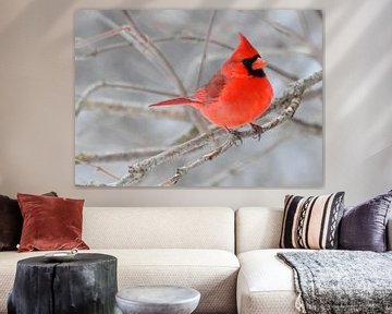 A cardinal bird in the garden by Claude Laprise