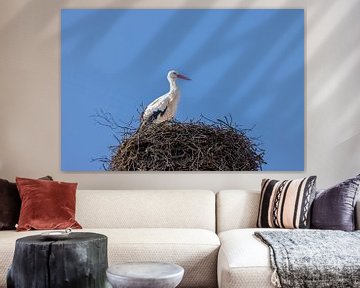 De mooie ooievaar in zijn nest. de mooie ooievaar in zijn nest la jolie cigogne dans son nid van Christina Bauer Photos