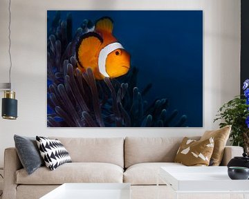 Nemo in a blue underwater world by Mieke Noordanus