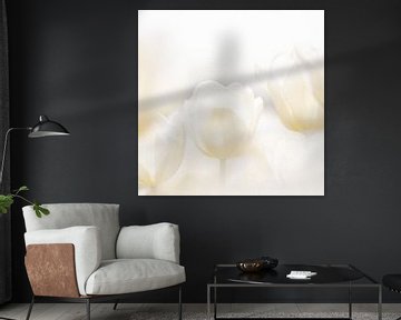 Witte tulpen