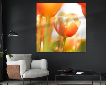 Oranje tulpen van Ron van der Stappen
