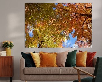A maple forest in autumn by Claude Laprise